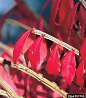 stems