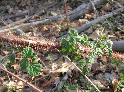 Wineberry