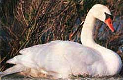 mute swan