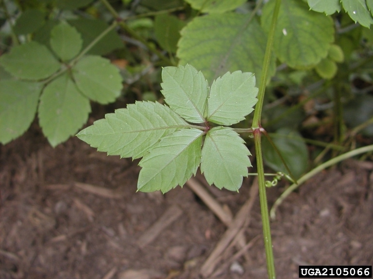 bushkiller leaves bushkiller leaves