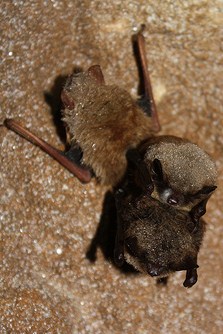 Little Brown Bat Little Brown Bat