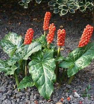Italian arum2 Italian arum2