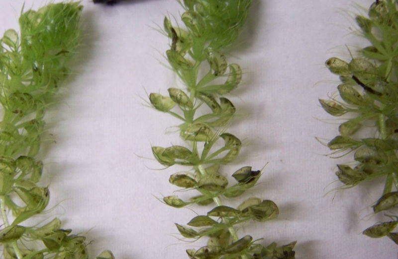 Aldrovanda1 Aldrovanda1