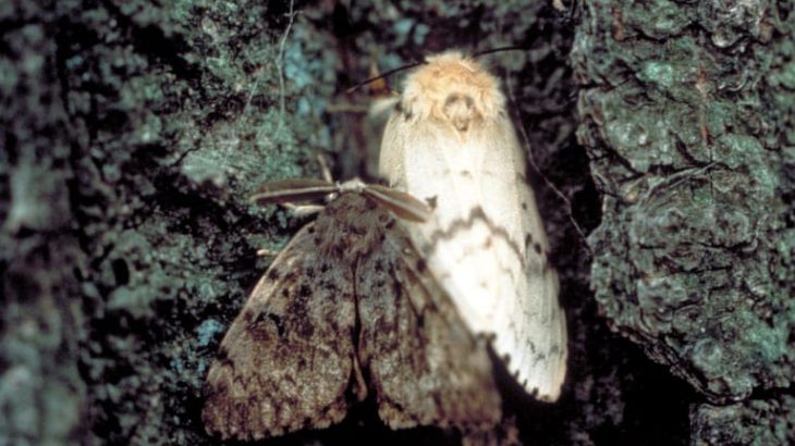 "I'm Back!" gypsy moth1 730x410