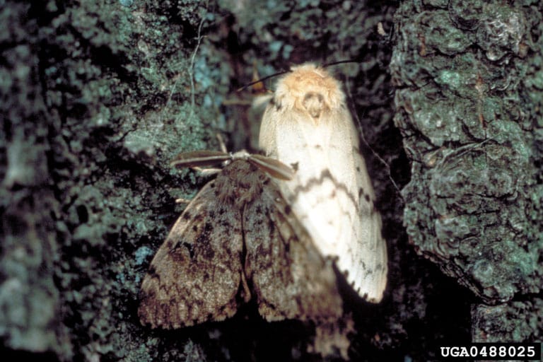 gypsy moth1 gypsy moth1