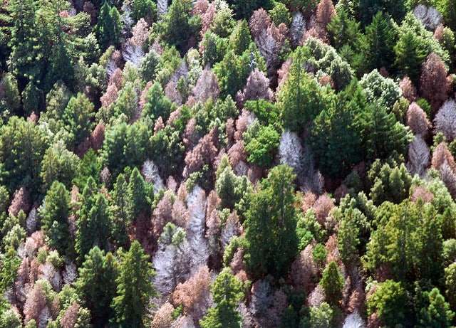 sudden-oak-death-the-arbor-day-foundation