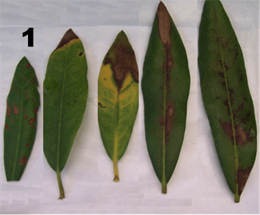 sudden oak death sudden oak death