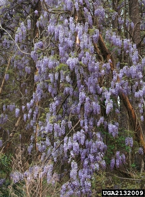 wisteria chinese wisteria chinese