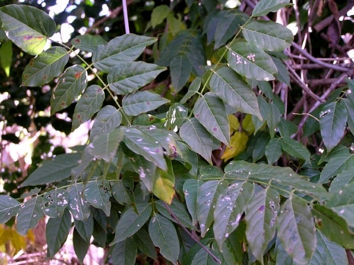 wisteria leaves wisteria leaves