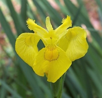 iris-pseudacorus Iris pseudacorus