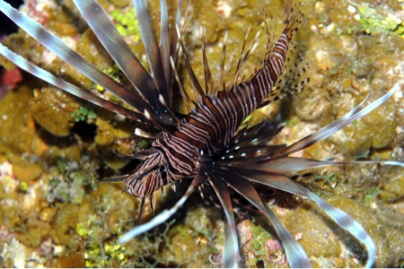 lion fish lion fish