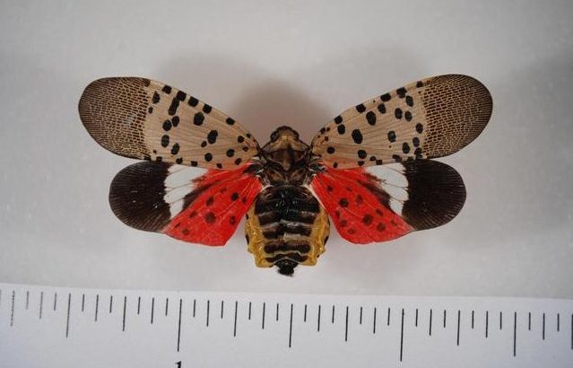 Red Alert: Spotted lanternfly 5524069 PPT e1519578290676 639x410