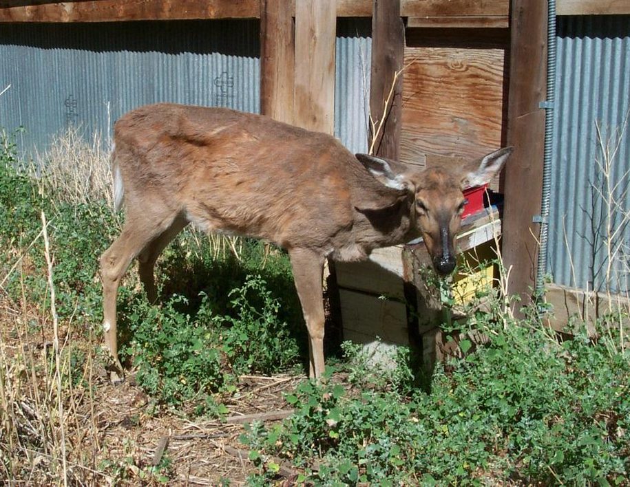 CWD e1519664573747 CWD e1519664573747