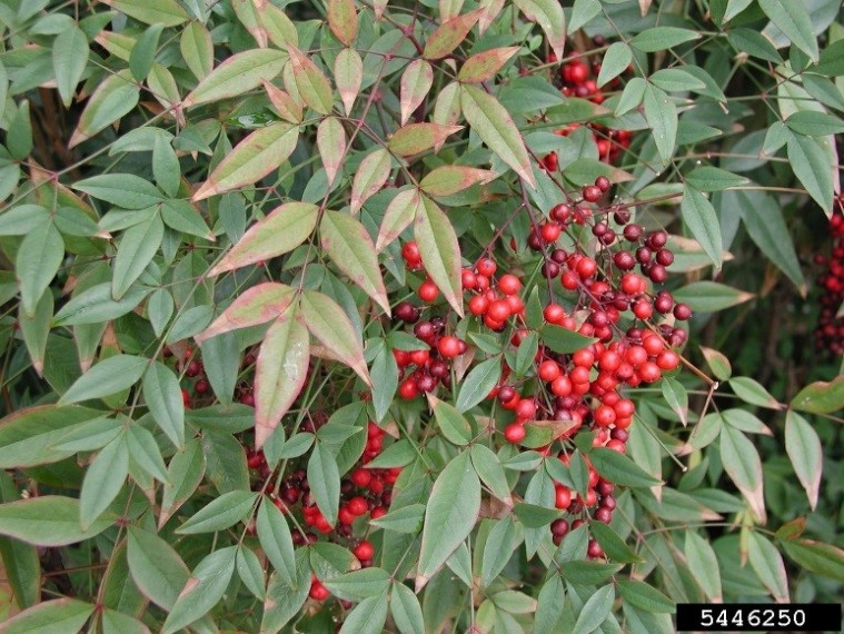Nandina Nandina