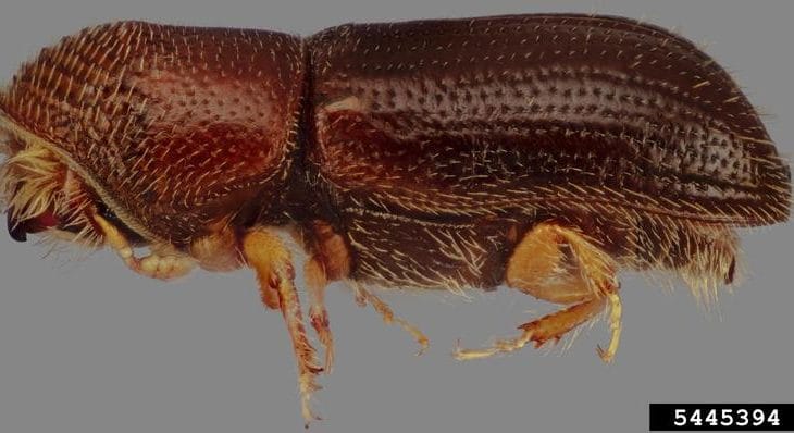 walnut twig beetle walnut twig beetle (Pityophthorus juglandis)