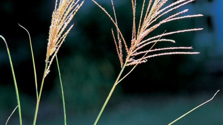 Miscanthus The distinctive inflorescence of Chinese silver grass. Photo by James H. Miller, USDA Forest Service, Bugwood.org.