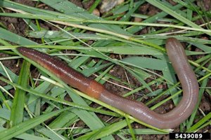 Exotic Earthworms | Maryland Invasive Species Council